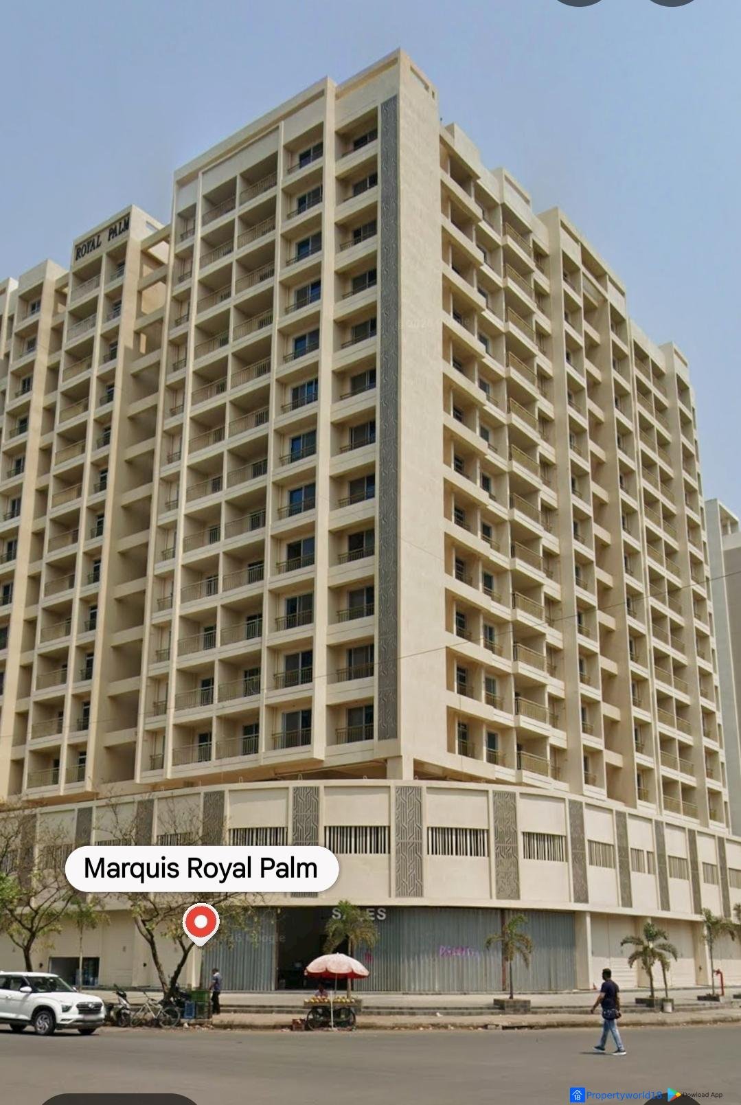 1000514331 Royal Palm